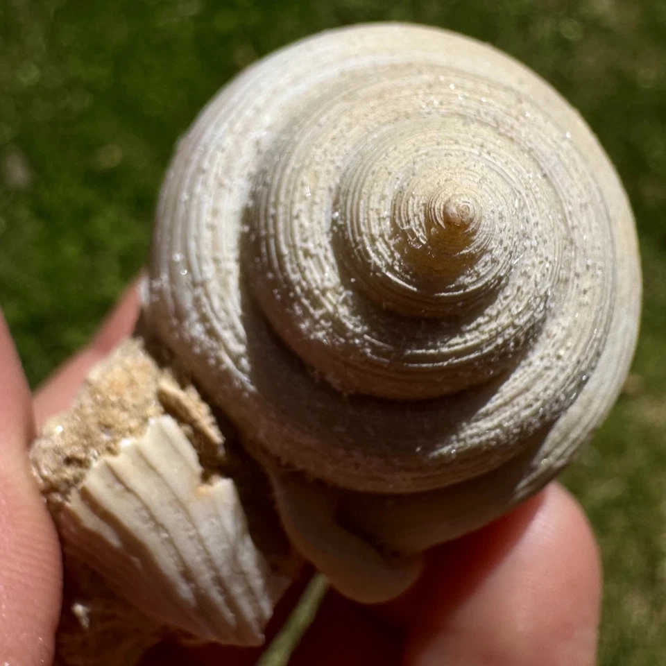 French Miocene Gastropod Fossil - Miocene - France - Genuine with Certificate - Image 3 of 3