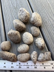 13 Unpolished Petoskey Stones 2.01 Pounds