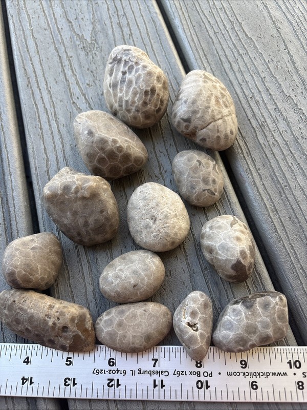 13 Unpolished Petoskey Stones 2.01 Pounds