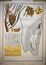 Ananas -tavola plakat ciemieniowy gra edukacyjna - Paravia - 1963