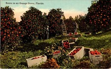 Postal Florida Orange Grove Harvest 1912 C.T. Trabajadores de litografía fotocromática