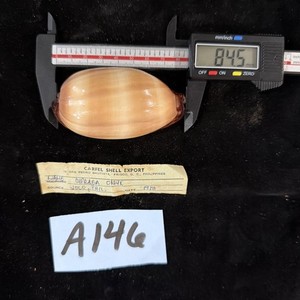 Mole Cowrie 84.5mm No Data (A146)