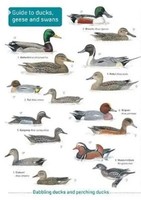 Ducks, Geese And Swans | Englisch | Taschenbuch | Kartoniert / Broschiert | 2019