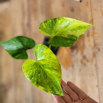 anthurium dark Anthurium crystallinum Dark, CAR-0212 – Carnivero main image 1