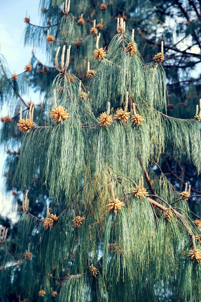 30 MEXICAN WEEPING PINE TREE Evergreen Pinus Patula Seeds *Flat S/H - Image 2 of 4