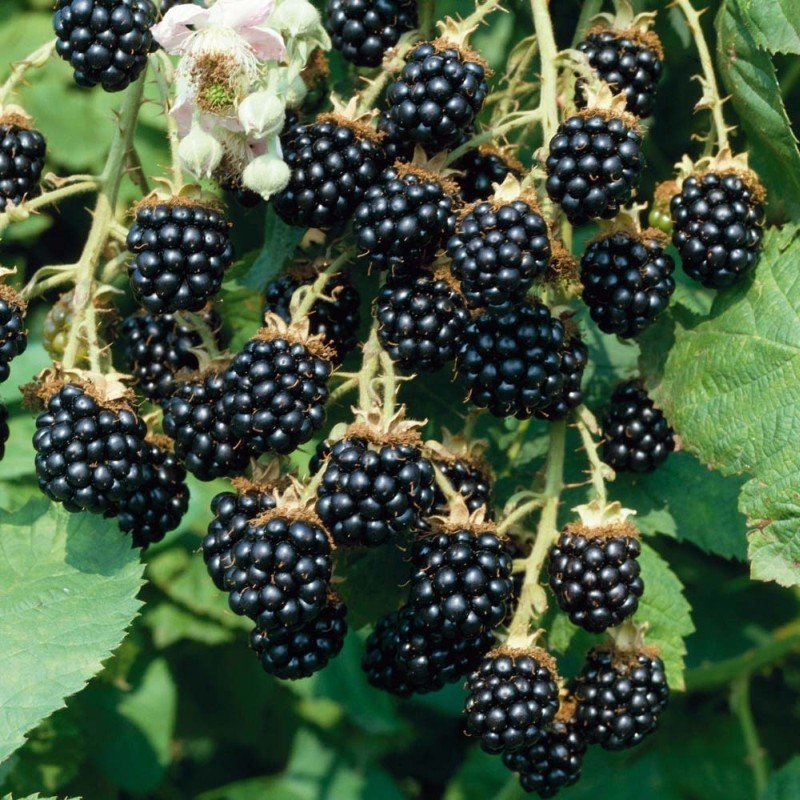 Mûre Thornfree Pot 3L : Créez une Haie Fruitière Gourmande et Sans Épine