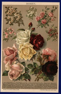 Lithographie anno 1896 - Rosen - Edelrose Moosrose Blumen Rosa Botanik Floristik - Bild 1 von 2