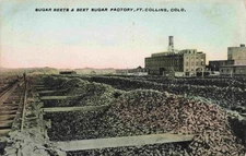 Huge Piles Of Sugar Beets at the Sugar Beet Factory, Fort Collins, Colorado CO