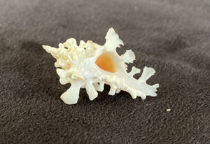 MURICIDAE Homalocantha Anatomica 28.7mm Cebu, Philippines