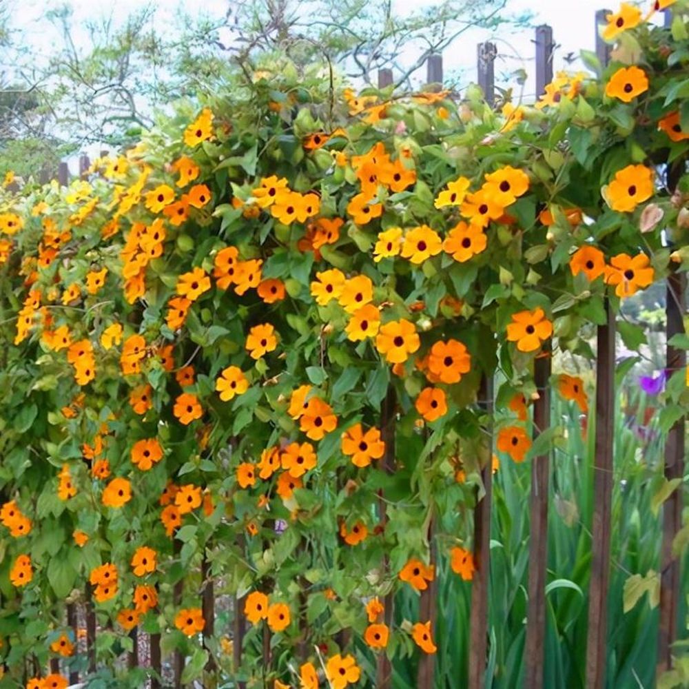 25pc JASMINE SEEDS Garden Vine Plant Flower rare exotic USA seller
