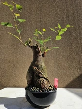 Old Brachychiton Populneus Bottle Bonsai Tree ,,,, sale 