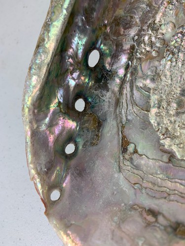 Unpolished Abalone Shell (8 Inch Long) - Picture 10 of 12