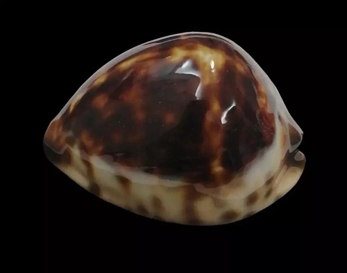 Shell Cypraea ZOILA ELUDENS DELICATURA W.Australia 55,9 mm - Picture 6 of 10