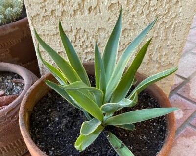 buy succulents wholesale Echeveria Succulent 4" Pack 4 Succulents / Plastic Pot