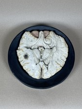 Antikes anatomisches Schulmodell Gehirn Lehrmodell Lehrmittel Bock Steger Lips 