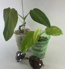 Philodendron combo-1 Glorious & 1 Calkins Gold Free Shipping USA Home Grown