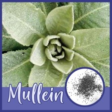 Mullein SEEDS Verbascum Thapsus Medicinal Dried Herb USA