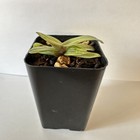 RARE  EXTRAORDINARY VARIEGATED PAPHIOPEDILUM DELANATII Orchid Plant — photo 4