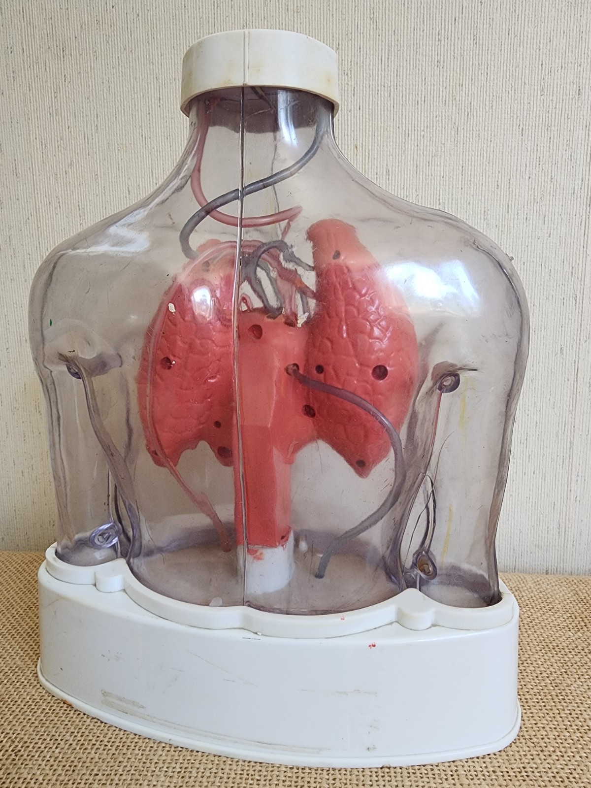 🩸Vintage Remco Medical Doctor's Office Cardiac Heart anatomy model Display
