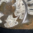 Exquisite Large Polished Ammonite With Stand — photo 9