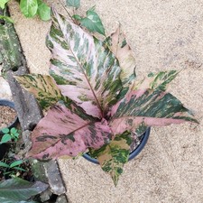 Actual Photo Anthurium Hookeri Pink Diamond Variegated Price $632