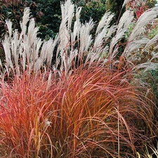 ( 1 ) - Fire Dragon Maiden Grass ( miscanthus ) - Starter Plants ( 4m )