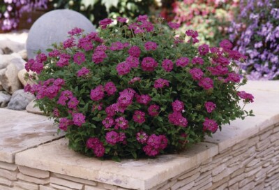 Verbena seёds, 0,1g seёds Verbena ampelous ,Verbena Lilac-blue,heirloom -745