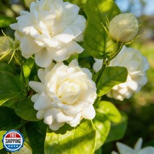 Mixrug 300 Jasmine Flower Seeds to Plant Outdoors-Arabian Jasmine Seeds -Jas...