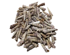 Turitella Sea Shells Home Decor Crafts Party Themes 80-90 Pieces 