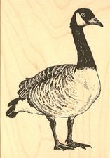 Canadian Goose Bird Wood Mounted Rubber Stamp Impression Obsession E7844 NEW