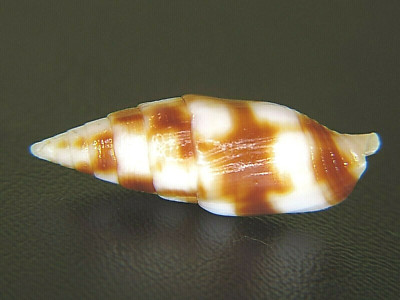 MITRA COARCTATA: THE ONLY NEBULARIA CURRENTLY ON EBAY @ 28.4MM!