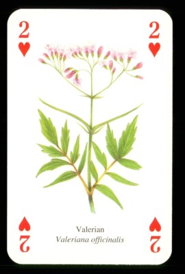 1 x playing card of the herb Valerian - 2 of Hearts ZU 11