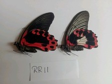  Papilio Rumanzovia PAIR,  A1 from Philppines..SEE PHOTO.