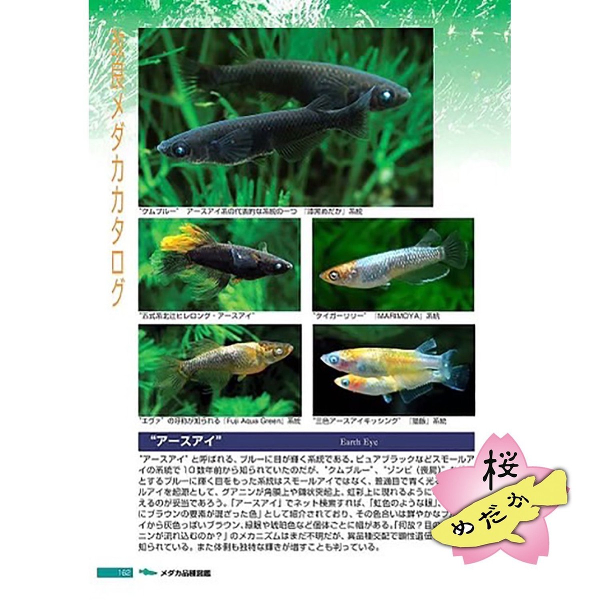Medaka Varieties Guide Book IV - Japanese Rice Fish Catalog 2024