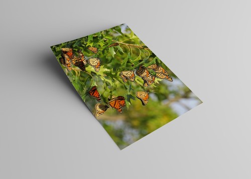 "Póster de poste de la FAMILIA DE MARIPOSAS Monarca, impresión fotográfica (sin bordes) 17x13" - Imagen 2 de 2