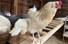Chicken Hatching Eggs, (12), Mixed Barnyard Flock, Wyandotte, Easter E etc. — photo 5