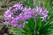 Tulbaghia violacea (Society Garlic) - Pond Plants