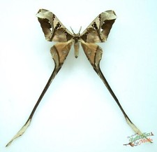 Copiopteryx Semiramis Langschwanzmotte SET x1 A1 - Entomologie Probe.