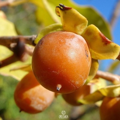 Persimone Eastern 10 Stück frische Samen (lat. Diospyros lotus)