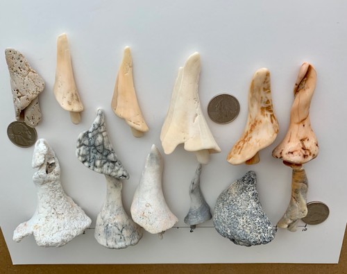 12 natürliche große baumförmige Muschel Fragment Strand Muscheln Kunst/Handwerk Surfen getrommelt #B - Bild 6 von 7