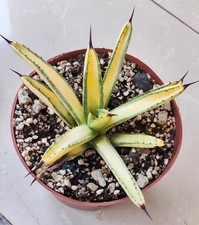 Rare Plant Agave macroacantha green WYSIWYG Garden Boutique Feature Mediopicta