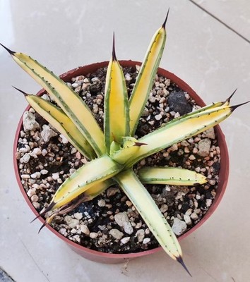 Rare Plant Agave macroacantha green WYSIWYG Garden Boutique Feature Mediopicta
