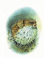 Ryby z jeżami Krewne ryby kuliste - obraz z nadrukiem artystycznym - 25,5 x 17,5 cm