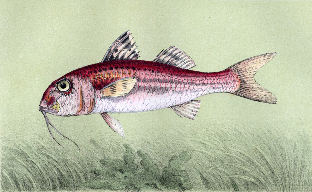 Estampa grabado Litografía De Pescado el Salmonete Barbet O Barbo Del Mar 1868