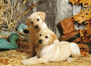 labrador jigsaw puzzle