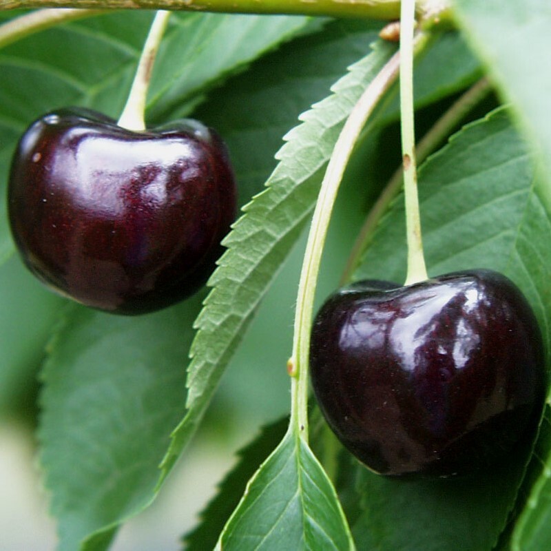 Oktavia aromatische dunkelrote platzfeste Süßkirsche Kirschbaum als Buschbaum ca