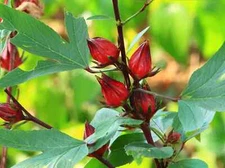 Roselle Seeds, Asian Sour Leaf Hibiscus, Florida Cranberry, FREE SHIPPING
