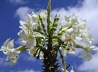 Pachypodium rutenbergianum var. rutenbergianum - Madagascan Palm - 10 Semi