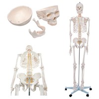 Skelett Schulskelett Inkl. Stativ 178 Cm, Anatomie Skelett Lebensgroß, Anatomisc
