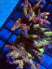 Coral Beauties Aquatics PC Rainbow Acropora